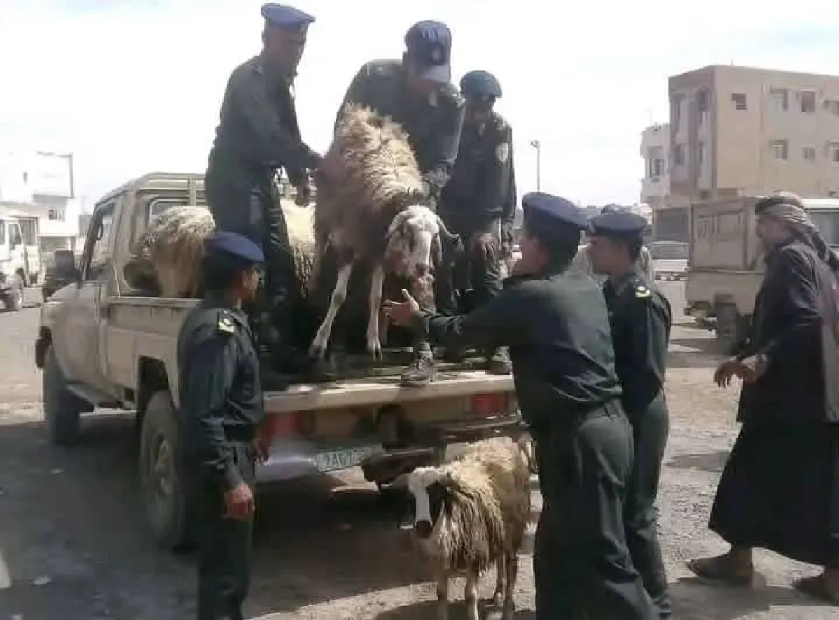 الحوثيون ينهبون أضاحي في عمران مخصصة للنازحين ويجيرون جبايات إب لصالح قياداتهم
